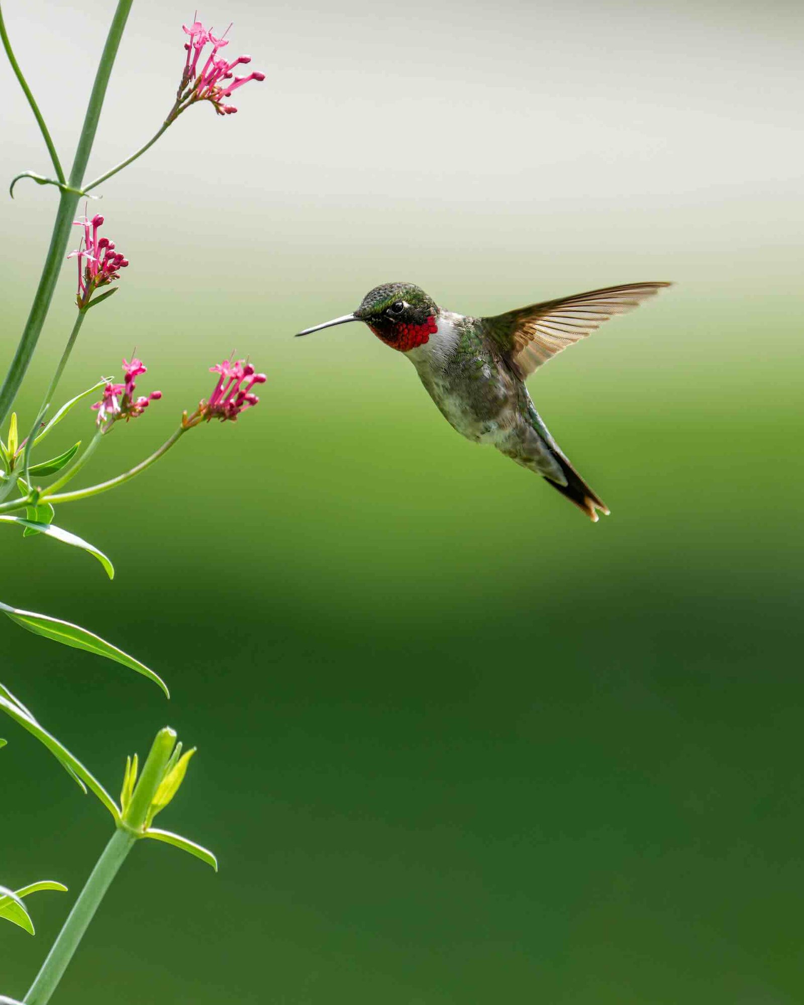 Hummingbird in flight beside pink flowers